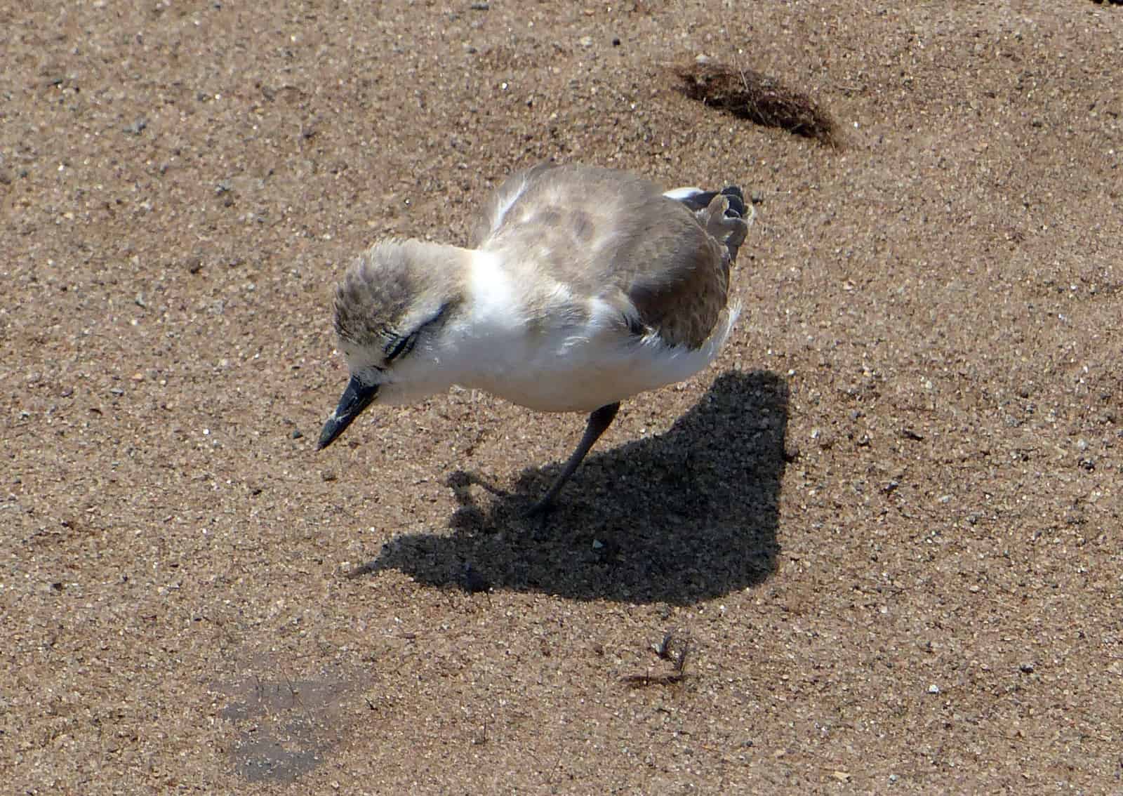 Cape Cross Bird