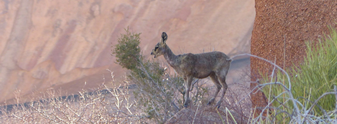 Klipspringer Antelope at Spitzkoppe, Namibia